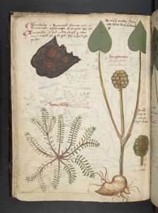 Lägg till MS 41623 f.28v 