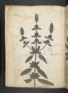 Lägg till MS 41623 f.2v A herbal, Belluno (bläck & färg på veläng) av Italian School