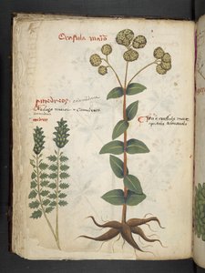 Lägg till MS 41623 f.37v 