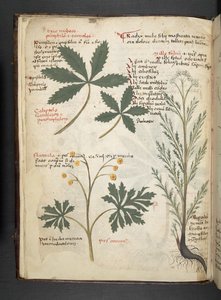 Lägg till MS 41623 f.3v A herbal, Belluno (bläck & färg på veläng) av Italian School