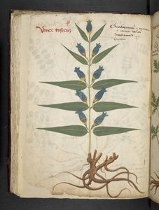 Lägg till MS 41623 f.41v 
