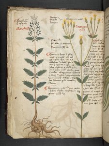 Lägg till MS 41623 f.48v 