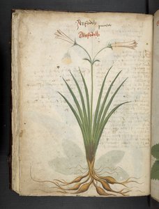 Lägg till MS 41623 f.64v 