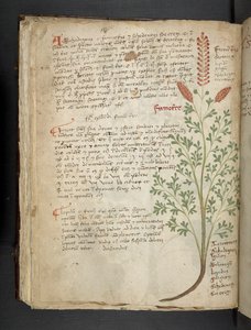 Lägg till MS 41623 f.65v 