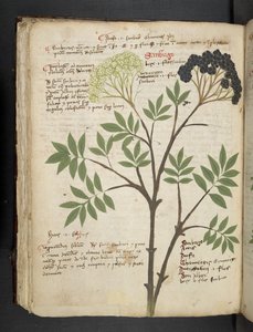 Lägg till MS 41623 f.72v 