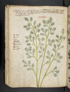 Lägg till MS 41623 f.74v 