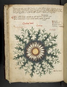 Lägg till MS 41623 f.97v Carlina, från 