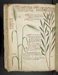 Lägg till MS 41623 f.98v Orzo, från 