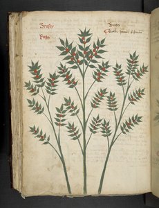 Lägg till MS 41623 f.99v 