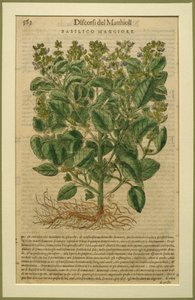 Basil, en botanisk platta från Discorsi av Pietro Andrea Mattioli (1501-77) publicerad i Venedig, 1570 av Italian School