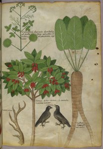 Botanisk illustration av växter och fåglar, ca 1440 (bläck & färg på papper av Italian School