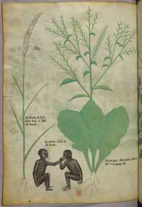 Botanisk illustration och djurillustration av en växt och två apor, ca 1440 (bläck och färg på pergament) av Italian School
