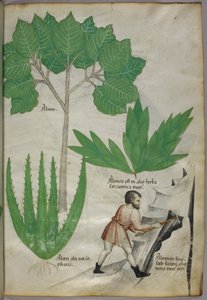 Botanisk illustration en man med yxa som bryter sten för att utvinna alun, ca 1440 (bläck  färg på pergament) av Italian School