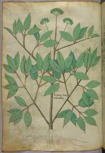 Botanisk illustration, ca 1440 (bläck  färg på pergament) av Italian School