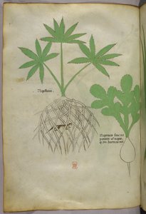 Botanisk illustration, ca 1440 (bläck  färg på pergament) av Italian School