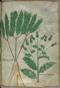 Botanisk illustration, ca 1440 (bläck  färg på pergament) av Italian School