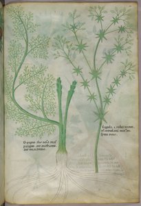 Botanisk illustration, ca 1440 (bläck  färg på pergament) av Italian School