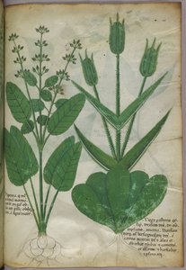 Botanisk illustration, ca 1440 (bläck  färg på pergament) av Italian School
