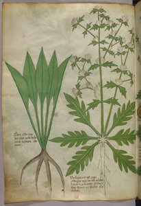 Botanisk illustration, ca 1440 (bläck  färg på pergament) av Italian School