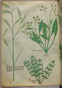 Botanisk illustration, ca 1440 (bläck  färg på pergament) av Italian School