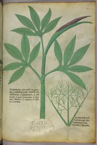 Botanisk illustration, ca 1440 (bläck  färg på pergament) av Italian School