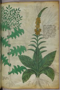 Botanisk illustration, ca 1440 (bläck  färg på pergament) av Italian School