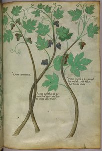 Botanisk illustration, ca 1440 (bläck  färg på pergament) av Italian School