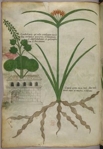 Botanisk illustration, ca 1440 (bläck  färg på pergament) av Italian School