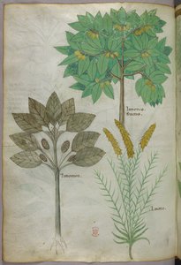 Botanisk illustration, ca 1440 (bläck  färg på pergament) av Italian School