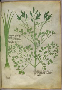 Botanisk illustration, ca 1440 (bläck  färg på pergament) av Italian School