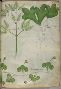 Botanisk illustration, ca 1440 (bläck  färg på pergament) av Italian School