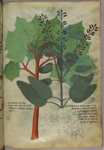 Botanisk illustration, ca 1440 (bläck  färg på pergament) av Italian School