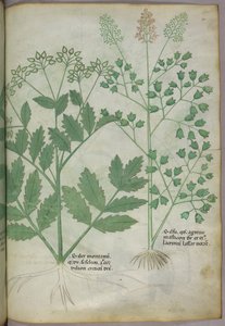 Botanisk illustration, ca 1440 (bläck  färg på pergament) av Italian School