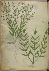 Botanisk illustration, ca 1440 (bläck  färg på pergament) av Italian School