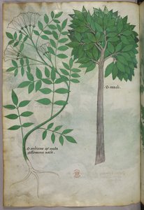 Botanisk illustration, ca 1440 (bläck  färg på pergament) av Italian School
