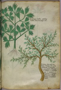 Botanisk illustration, ca 1440 (bläck  färg på pergament) av Italian School
