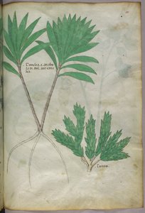 Botanisk illustration, ca 1440 (bläck  färg på pergament) av Italian School