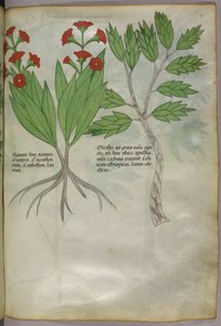 Botanisk illustration, ca 1440 (bläck  färg på pergament) av Italian School