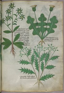 Botanisk illustration, ca 1440 (bläck  färg på pergament) av Italian School