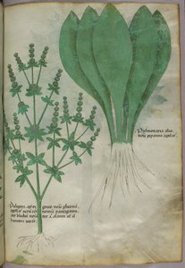 Botanisk illustration, ca 1440 (bläck  färg på pergament) av Italian School