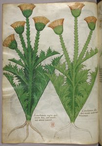 Botanisk illustration, ca 1440 (bläck  färg på pergament) av Italian School