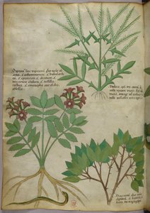 Botanisk illustration, ca 1440 (bläck  färg på pergament) av Italian School