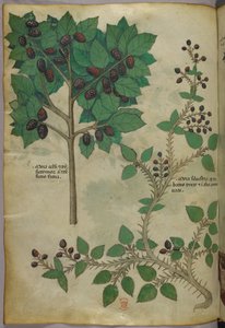 Botanisk illustration, ca 1440 (bläck  färg på pergament) av Italian School