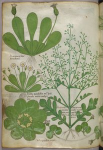 Botanisk illustration, ca 1440 (bläck  färg på pergament) av Italian School