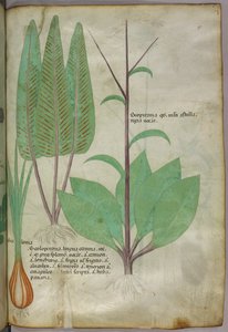 Botanisk illustration, ca 1440 (bläck  färg på pergament) av Italian School