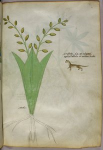 Botanisk illustration, ca 1440 (bläck  färg på pergament) av Italian School