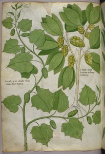 Botanisk illustration, ca 1440 (bläck  färg på pergament) av Italian School
