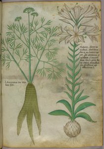 Botanisk illustration, ca 1440 (bläck  färg på pergament) av Italian School