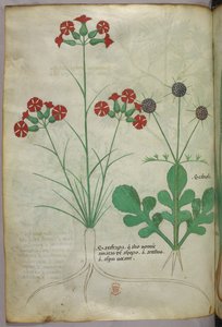 Botanisk illustration, ca 1440 (bläck  färg på pergament) av Italian School