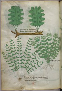 Botanisk illustration, ca 1440 (bläck  färg på pergament) av Italian School